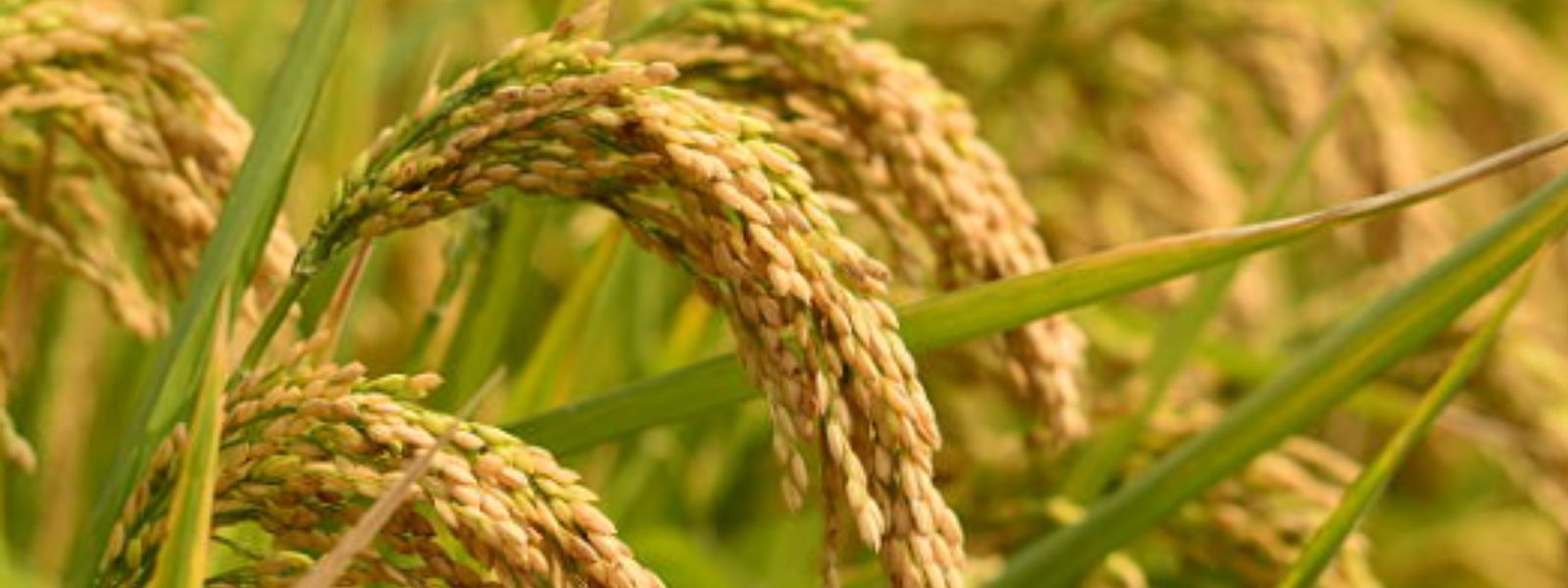 Paddy Procurement Begins in Polonnaruwa